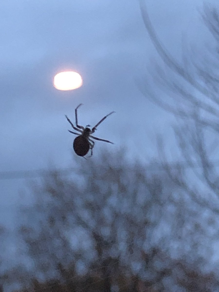 Laurel Bonjour Twitter Cette Araignee A Ma Fenetre Tout Pres De Mes Bebes Est Elle Dangereuse Pour Eux Ou Ca Va Merci Araignee Veuvenoire Bretagne Morbihan T Co Kmnw4fhp3t Laurel Bonjour Twitter Cette Araignee A Ma Fenetre Tout Pres De Mes Bebes Est Elle Dangereuse Pour Eux Ou Ca Va Merci Araignee Veuvenoire Bretagne Morbihan T Co Kmnw4fhp3t