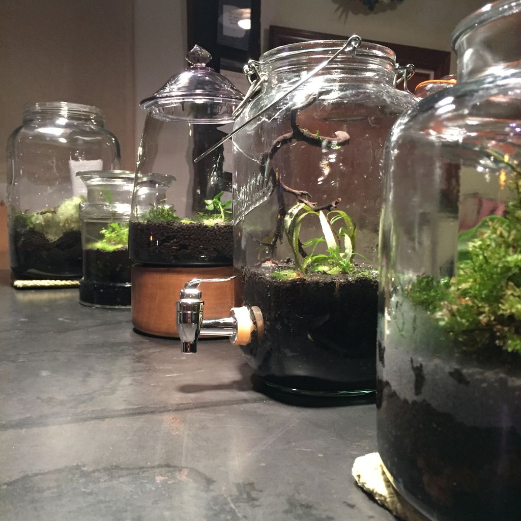captainblacks's tweet image. Our horticultural designer @milkbean made 5 custom miniature ecosystems using foraged moss and aquatic plants.   #captainblacksseattle #livingthings #ADA