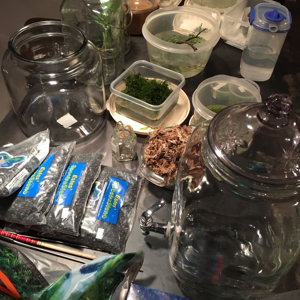 captainblacks's tweet image. Our horticultural designer @milkbean made 5 custom miniature ecosystems using foraged moss and aquatic plants.   #captainblacksseattle #livingthings #ADA