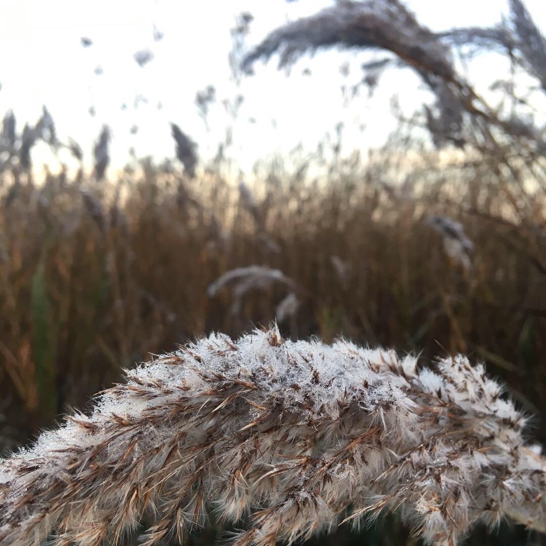 Inferco's tweet image. Amaneciendo en la marjal.🌾
Cuando la escarcha cubre nuestras cañas... significa que el invierno está a punto de llegar. Y, aunque el frío ya asoma por aquí, qué bonito es ver tanta naturaleza cada mañana! 🥰