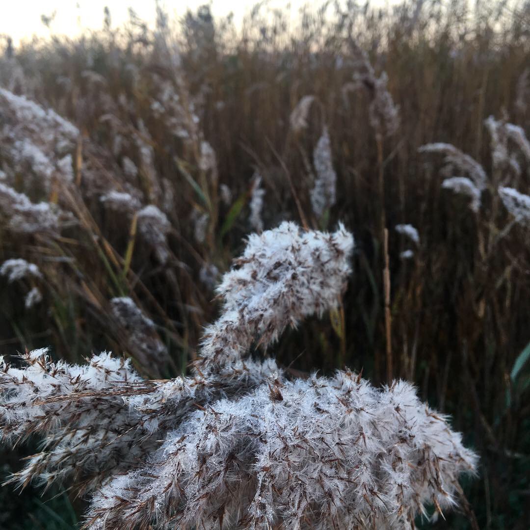 Inferco's tweet image. Amaneciendo en la marjal.🌾
Cuando la escarcha cubre nuestras cañas... significa que el invierno está a punto de llegar. Y, aunque el frío ya asoma por aquí, qué bonito es ver tanta naturaleza cada mañana! 🥰