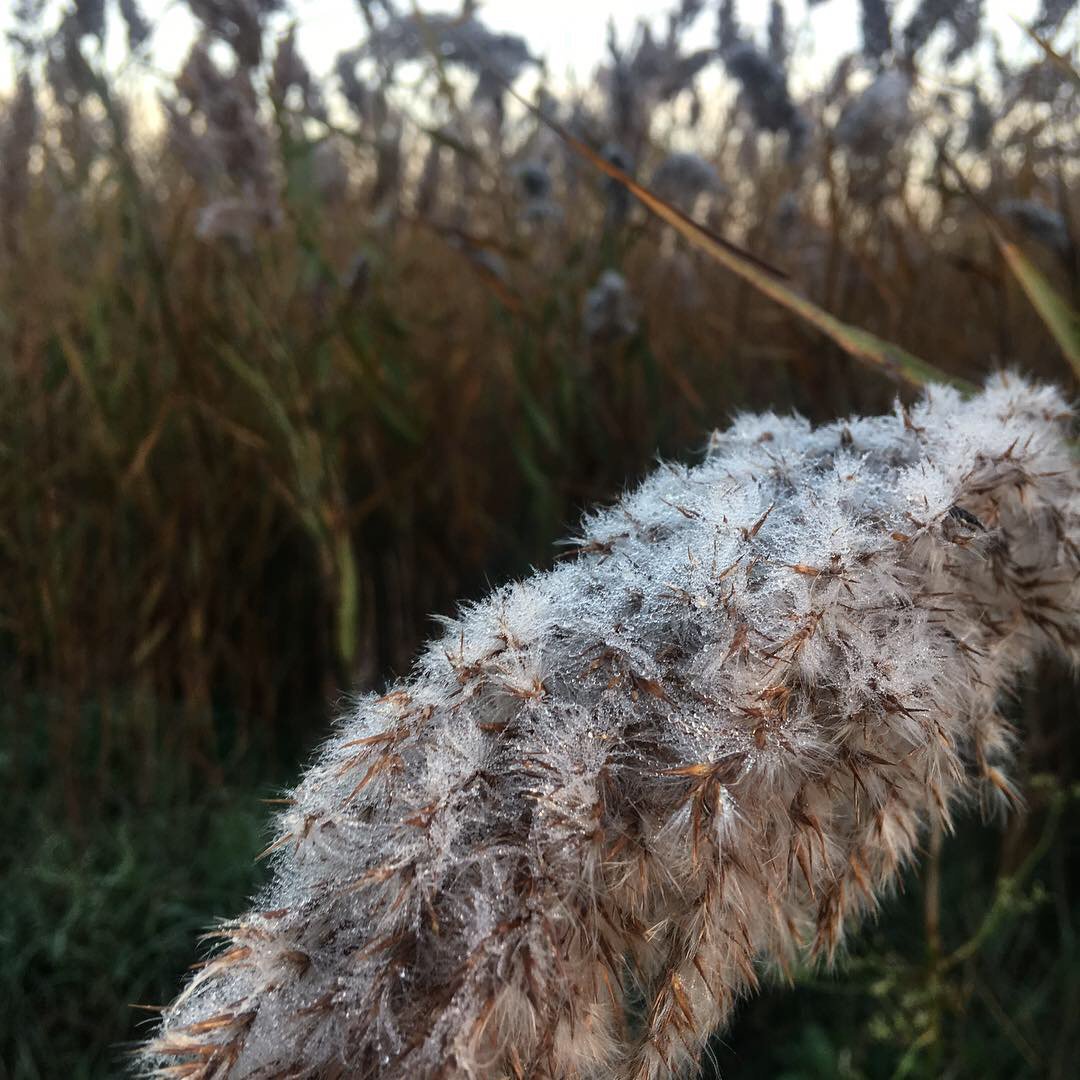Inferco's tweet image. Amaneciendo en la marjal.🌾
Cuando la escarcha cubre nuestras cañas... significa que el invierno está a punto de llegar. Y, aunque el frío ya asoma por aquí, qué bonito es ver tanta naturaleza cada mañana! 🥰