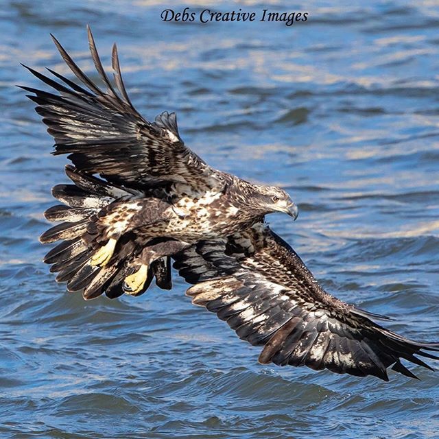 Bald Eagle at Conowingo! #eagle #baldeagle #raptor #bird #birdlovers #birdsofprey #birdofinstagram #nature #natureupclose #naturelovers #naturephotography #elite_raptors #elite_worldwide_birds #natgeo #natgeoyourshot #nationalgeographic #outdoors #outdoo… ift.tt/2FMRkuW