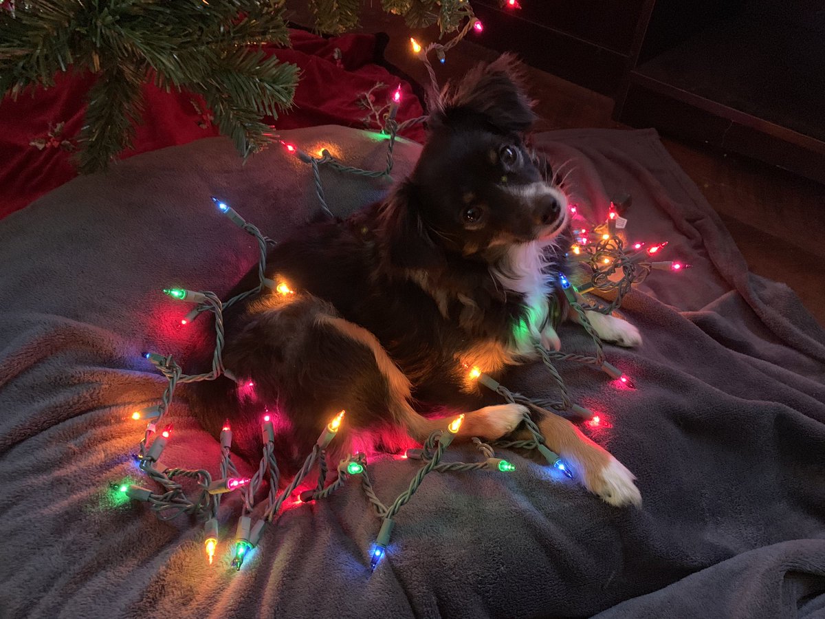 _SajnaK's tweet photo. The little one was tolerating my shenanigans, my female dog was digging the photoshoot, and my male dog wanted nothing to do with me 😂 https://t.co/sdmhapqUhL