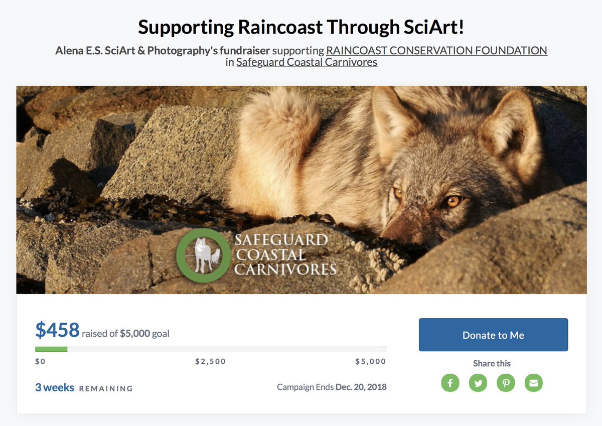 AlenaESPhoto's tweet photo. #GivingTuesday may be over, but your chance to save carnivores isn’t!
Help me reach my goal & help @Raincoast protect bears, wolves, & cougars from guided trophy hunting in the #GreatBearRainforest FOREVER! 😊
https://t.co/8bDOdz1F2p
#trophyfreebc #safeguardcoastalcarnivores https://t.co/kGkeXRvqS5