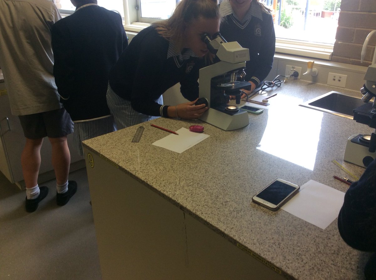 BeckRSaunders's tweet image. Love when students get excited about what they see down a microscope #Year11 #Biology #TransitionProgram #microscopeskills #biologicaldrawings #gooduseofphonesinaclass