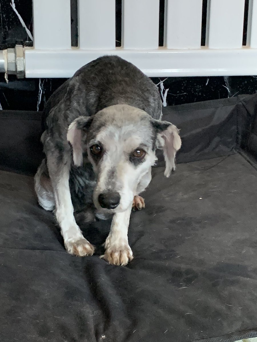 harbinshs's tweet photo. I’m so proud of this girl, #Dellaware. She’s one of the ex-breedings farm rescues. On day one, she was so scared, she didn’t want anyone to touch her.
Now she runs to her kennel gate to meet me and comes out to play. She even rolled over today asking for belly rubs! https://t.co/YIu5YGfss2