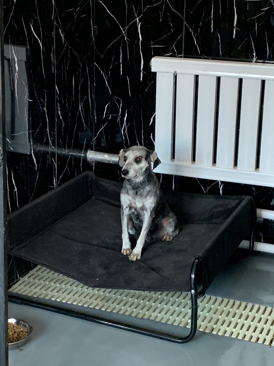 harbinshs's tweet photo. I’m so proud of this girl, #Dellaware. She’s one of the ex-breedings farm rescues. On day one, she was so scared, she didn’t want anyone to touch her.
Now she runs to her kennel gate to meet me and comes out to play. She even rolled over today asking for belly rubs! https://t.co/YIu5YGfss2