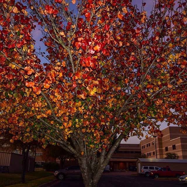 tonytewitty's tweet photo. #fantastic #living #treeporn #trees #woods #forest #red #instanature #gf_daily #specialbranch #scenery #natureza#green #branches #gorgeous #treescollection #amazing #beautiful #cloud #nature #tree #wood #instadaily #ic_trees #life #treesrock #ilovetrees… https://t.co/rhvXxlwNdo https://t.co/WMWyPNWtk0