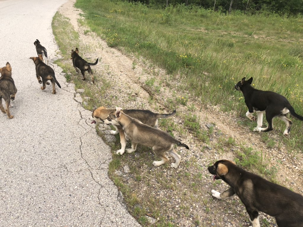 Ever since they were tiny blobs, the puppies have loved running.
