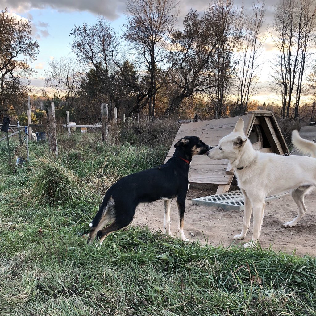 They have met the big dogs.