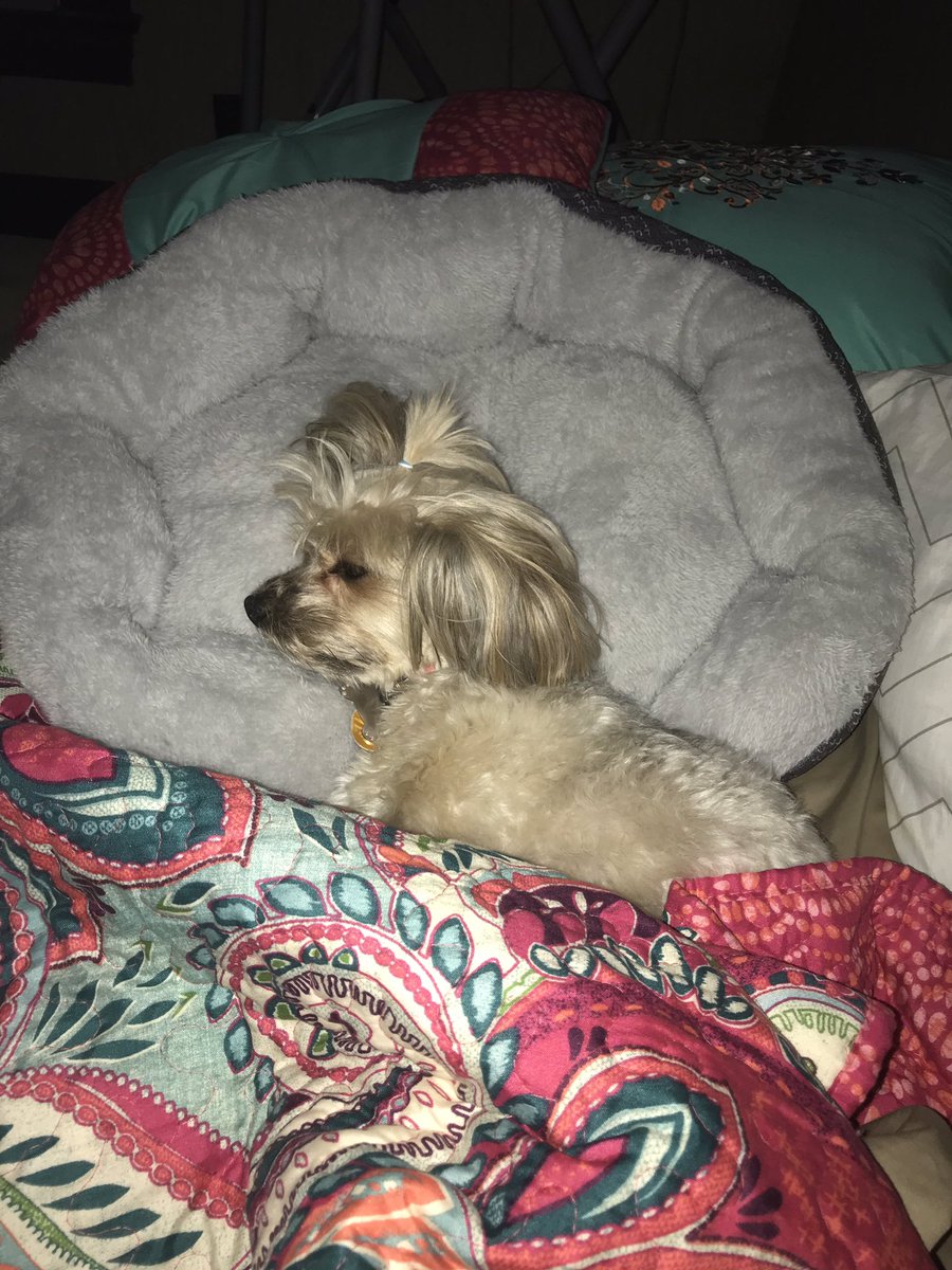 ChrisyTowler's tweet photo. Hey all! It’s been a minute since popping in. Zoey really does say hi too! Catching zzzz’s... https://t.co/TZ6ODdIQrZ