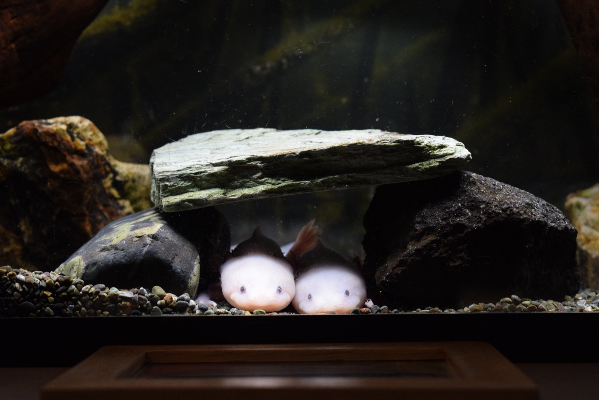 DtJOYJJU8AEXzuR.jpg:large