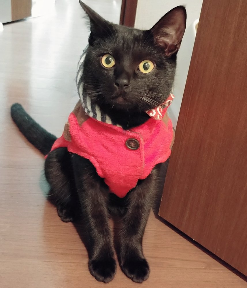 仔猫を拾ったので on X: 仔猫を拾ったので on X: