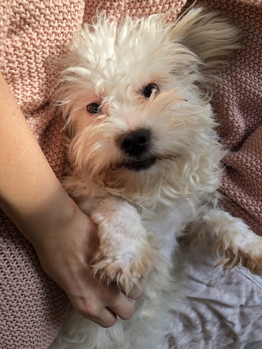 Marvelanne🐶🐺🐱🐎🇨🇦#SaveAnimals #Adoptdontshop (@marvelanne97) | Twitter