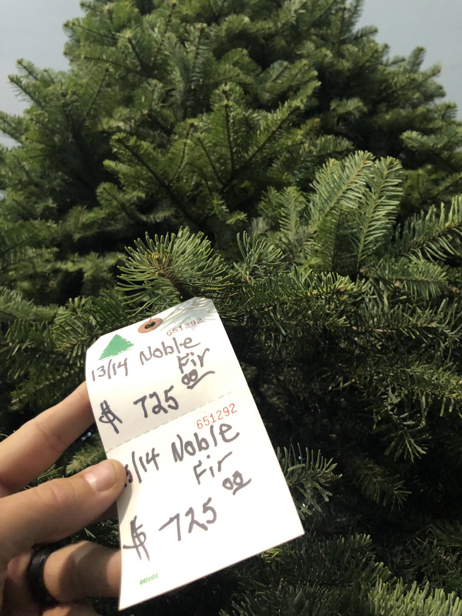 aarongordon26's tweet photo. Christmas tree shopping tonight...and just when we thought Cali prices couldn’t get any more out of control... #TisTheSeason #KillerCali 😎💀🌲 https://t.co/5bgBK6RtL9
