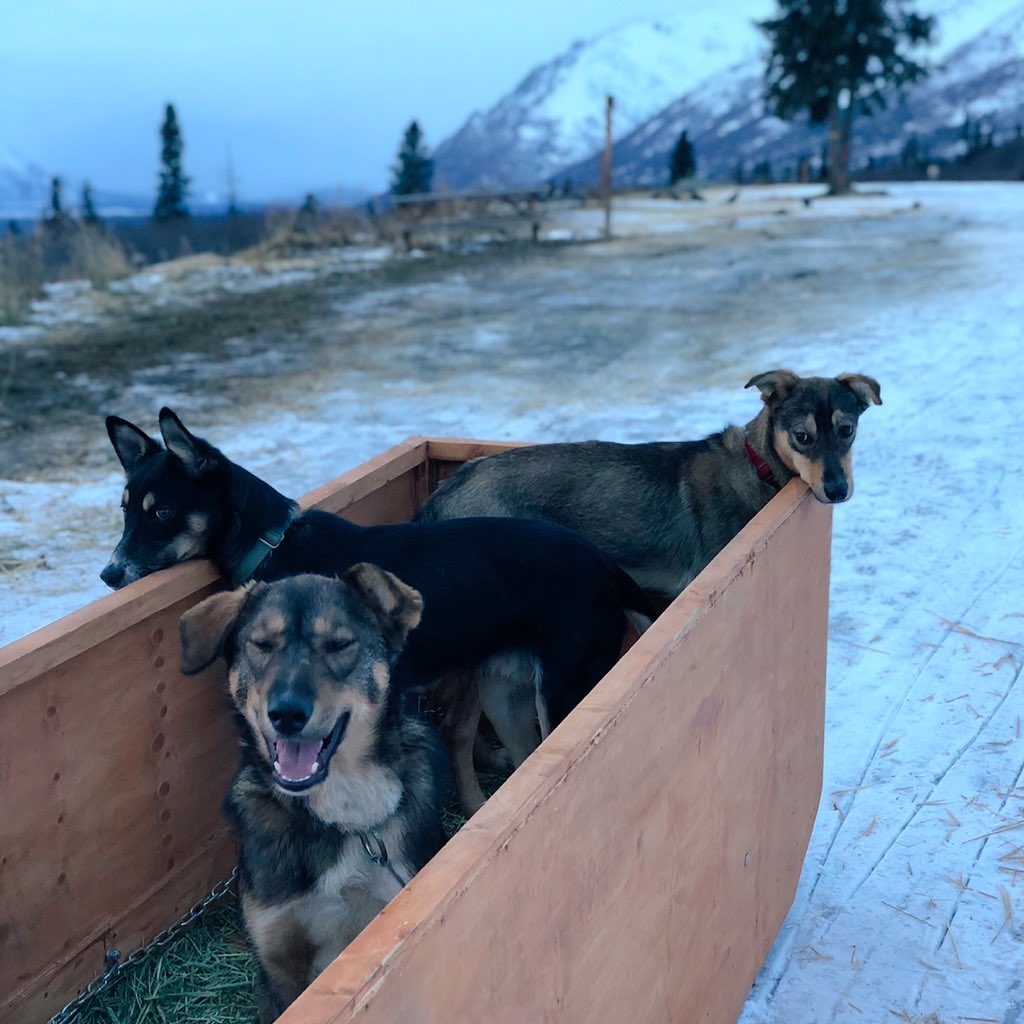 Whichever pups weren’t running at a given moment got to ride along in the barkbox.