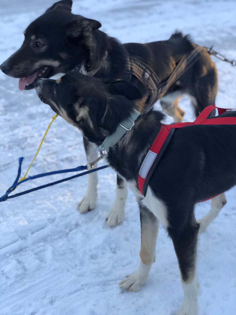 ...but the sledmentors did a great job staying chill and setting an example.