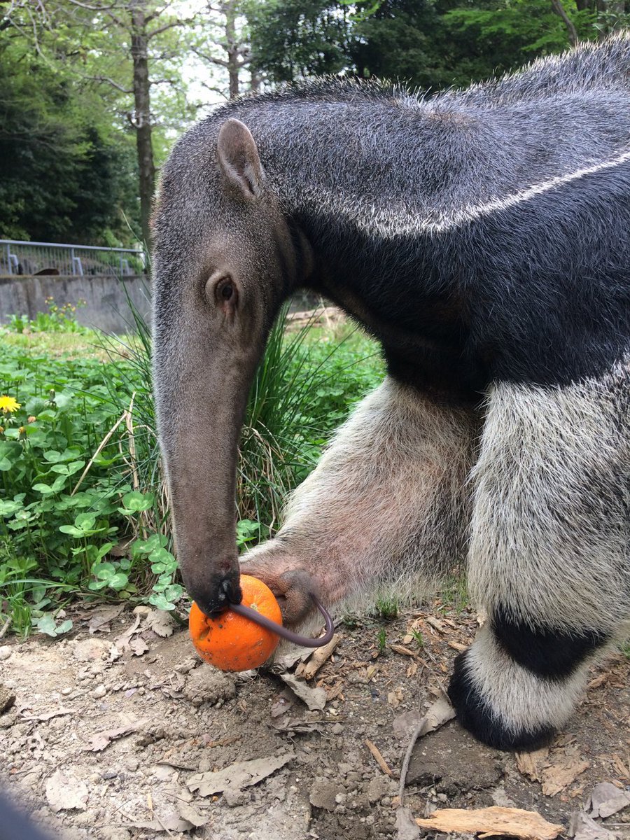 名古屋市東山動植物園 1日に3 5万匹のアリやシロアリを食べるオオアリクイ アリ 以外にも肉やヨーグルトやアボカド カブトムシの幼虫 オレンジ等色々な物を食べます アリが酸っぱいためか酸っぱい物が大好き 世界アリクイの日 Worldanteaterday