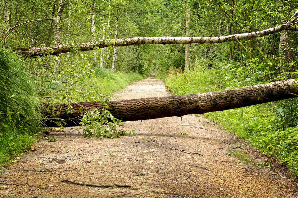 treecontrol8's tweet image. 🌳🌳🌳🌳RT’s appreciated. Thank you.🌳🌳🌳🌳
Following that stormy night- we have calls coming in for emergency removal of fallen trees. We are on route to a significant tree resting across a driveway at the moment.
If you need us, please tel. 02920615722.
#treesurgeonscardiff