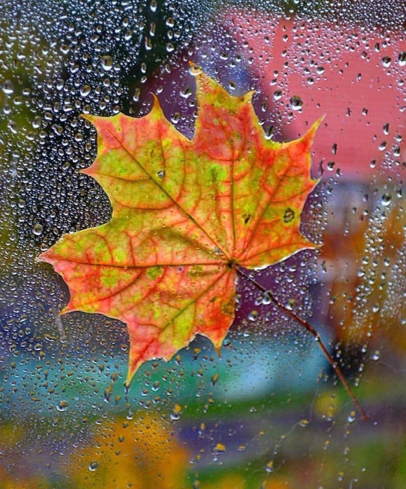 Осенние дождики вовсе не похожи впр 6. Осенние листья и дождь. Листья под дождем. Картинка дождик осенью. Заставка на телефон осень с дождем.