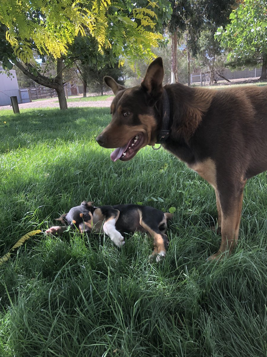 muggletron's tweet photo. Ralphy and his daughter Penny #newediton @kelpiedog https://t.co/ygjAtAM4vG