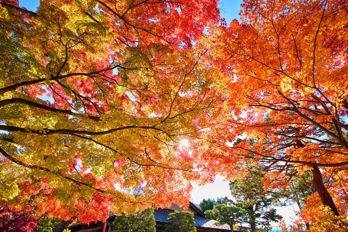 hisashin77's tweet photo. 少し前の清風荘 もみじ公園
#写真好きな人と繋がりたい
#写真撮ってる人と繋がりたい 
#ファインダー越しの私の世界 
#キリトリセカイ
#紅葉
#Nikon
#カコソラ
#清風荘
#もみじ公園
#山形
#autumncolors
#autumnleaves https://t.co/FrtsEn3yo9