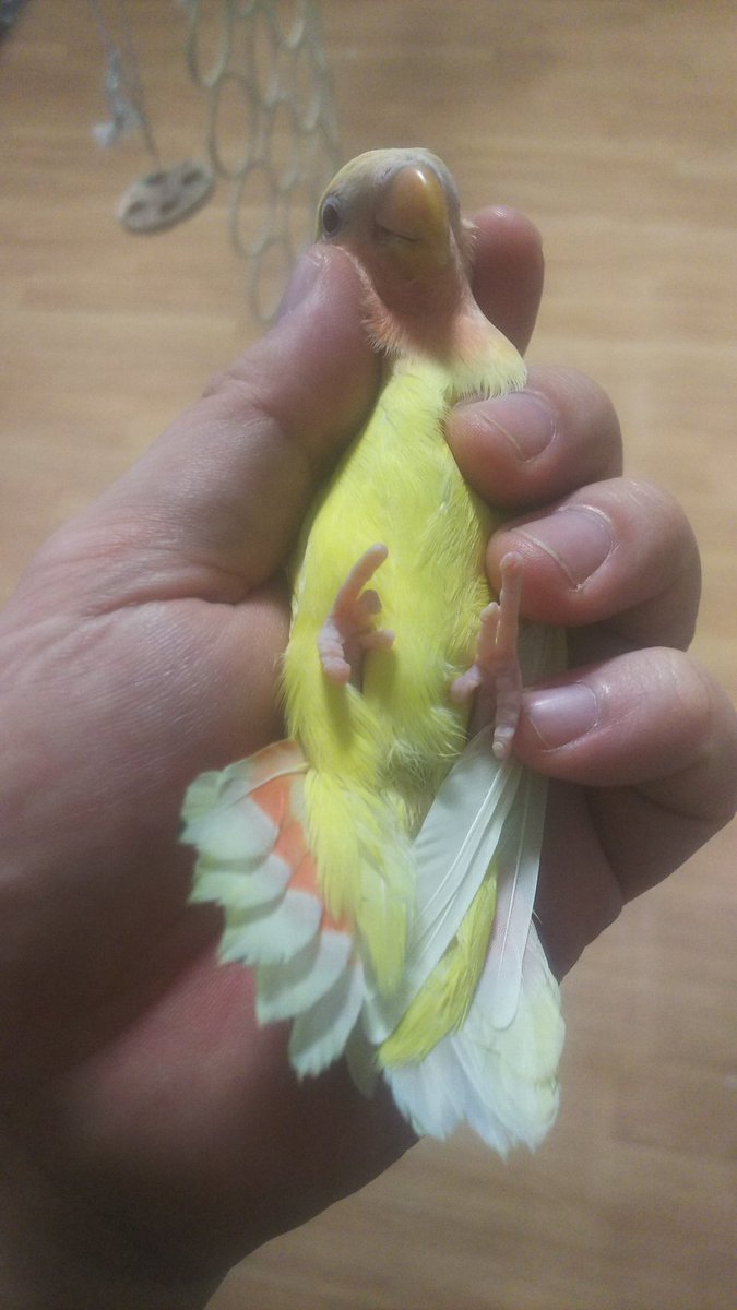 ブームの裏側で たまごのなかみ