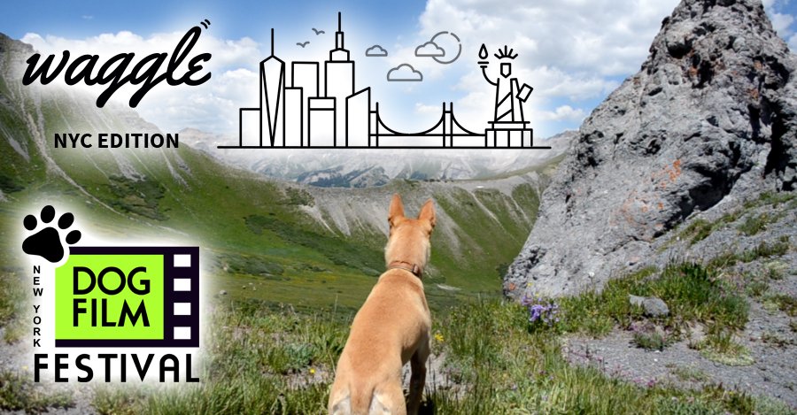"NEW YORK DOG FILM FESTIVAL: An afternoon of films about pups and the people who love them." Thanks to <a href="/Waggle_TV/">Waggle</a> for spreading the word about 12/2 #NYDogFilmFestival! <a href="/DogCatFilmFests/">The NY Dog and Cat Film Festivals</a> #dogfilmfestival #nycevents #nycdogs #dogsofnyc #doggos #adoptdontshop ow.ly/mh7E30mNf4U