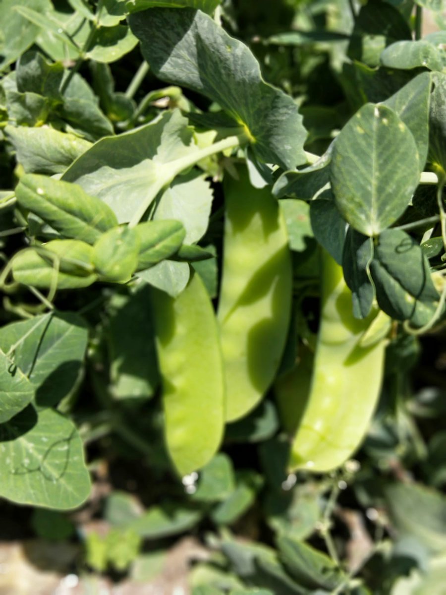 Albion North Primary tweet media