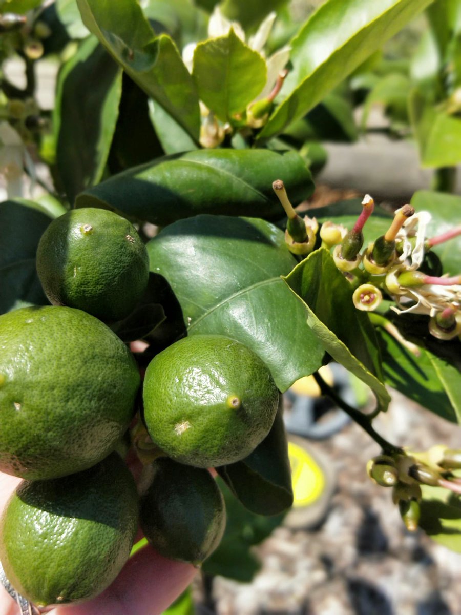 Albion North Primary tweet media