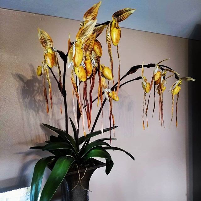 Reposting @jamesdelnort:
I 💓 my #artificial #orchid #floral #flower #thriftstore find #plant. Some days there's nothing but junk but on other days one or two finds. #shopping #homedecor #decor #art #beauty #house #style #reducereuserecycle #previouslyloved