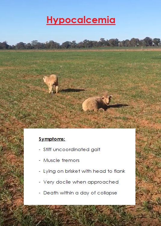 ALERT: Confirmed cases of hypocalcaemia with significant losses of weaned lambs. Lambs that are currently being fed on failed crop, stubbles, grain or canola hay/silage require calcium supplementation @deltaag #LivestockManagement #SheepProduction #LooseLicks