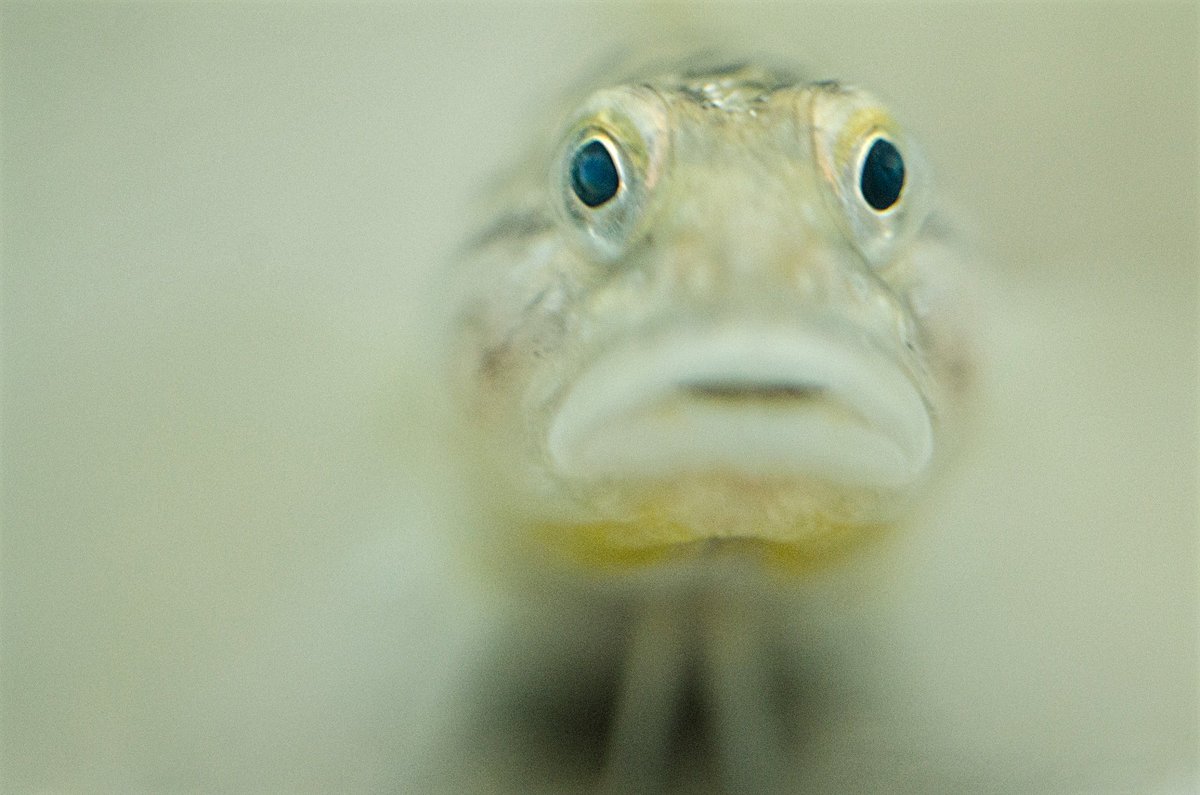 Afbeeldingsresultaat voor barbara van de griend