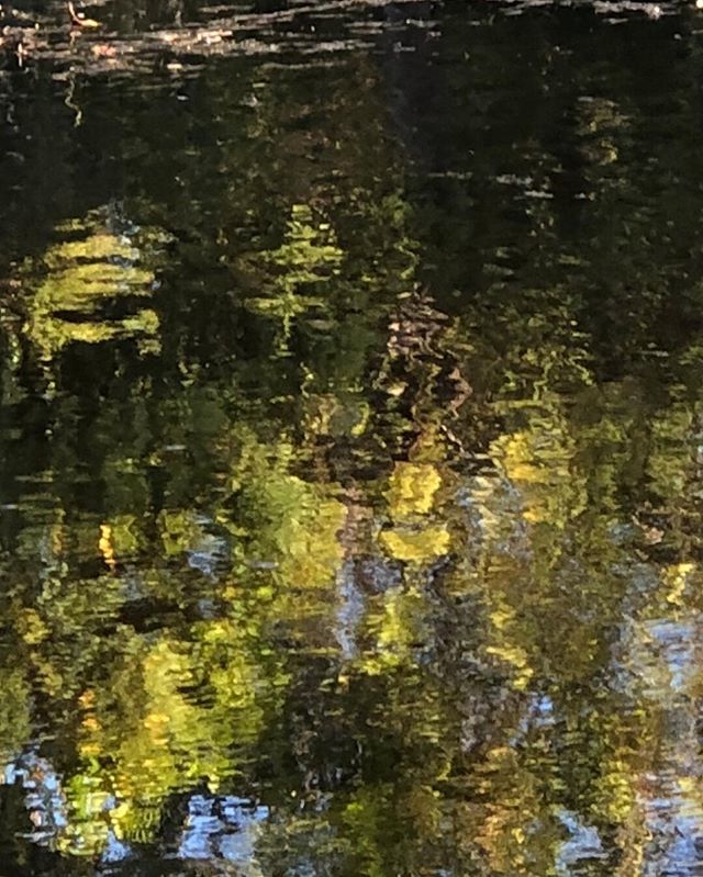 Capturing reflections in my mother in law’s ponds.
.
.
 #seedscolor #simplebeautyseeker #botanicalforagersunitedsocietyinc #seekinspirecreate #alittlebeautyeveryday
#botanicalcreativity ift.tt/2Q13l4F