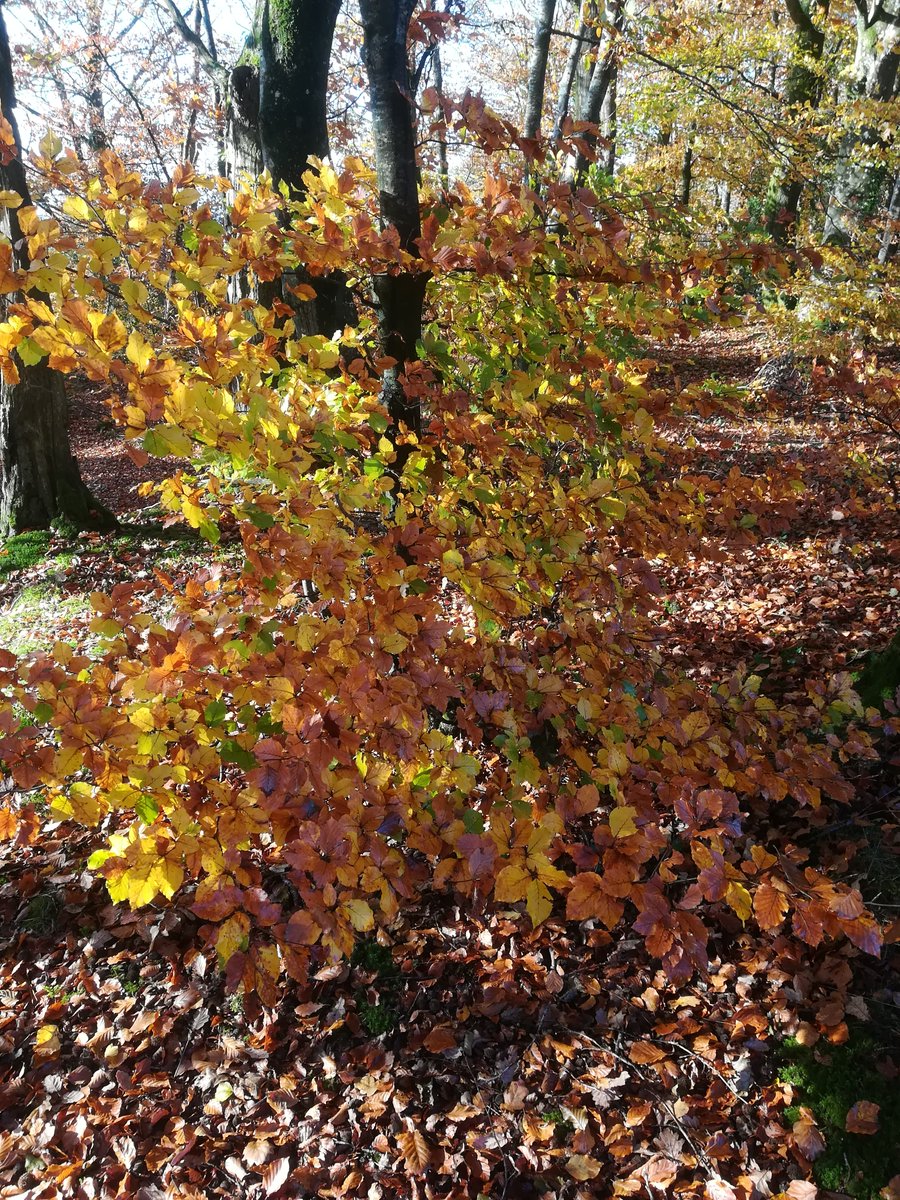 paysdevire's tweet image. On aime le Bocage en automne !