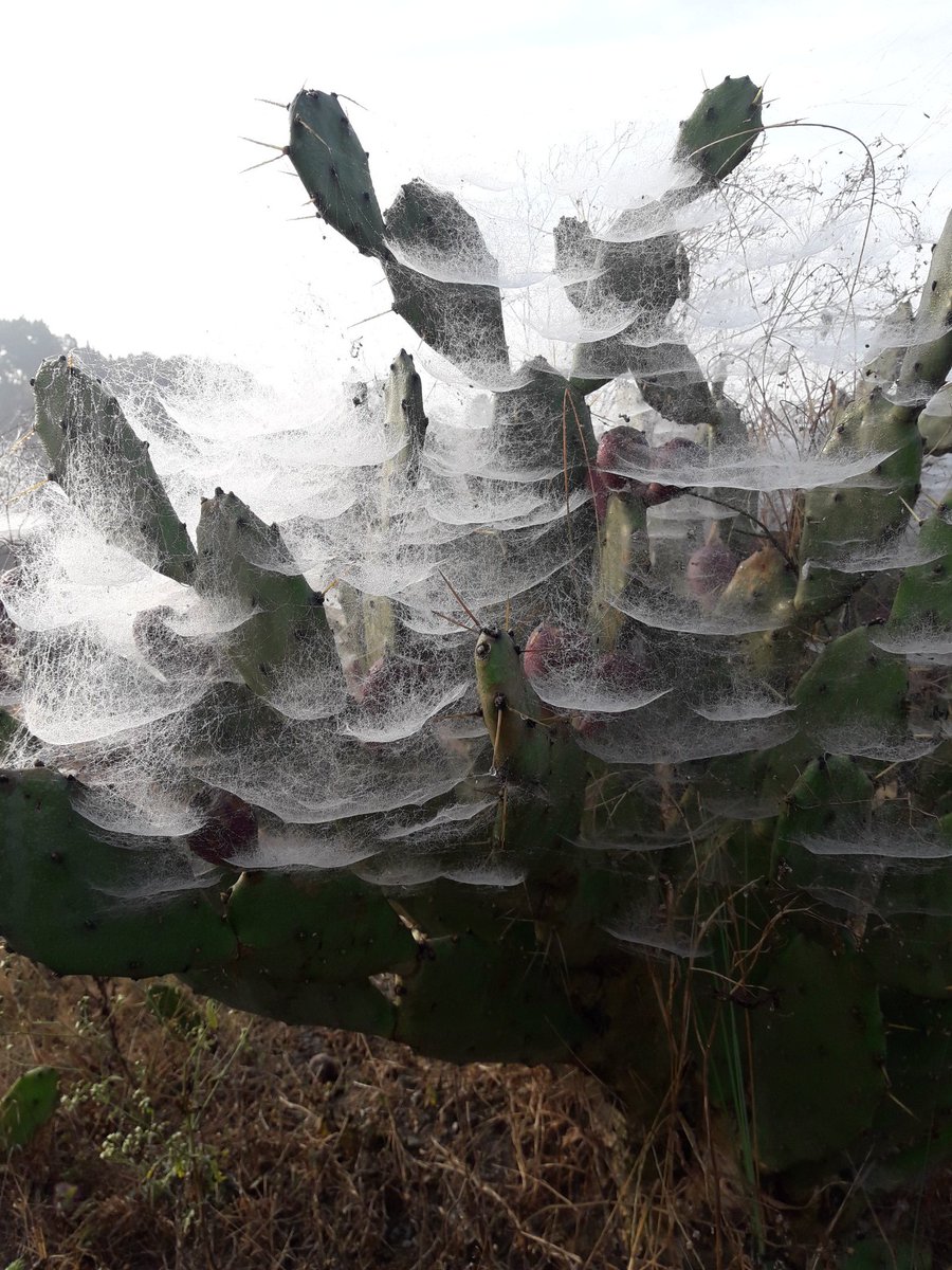 TarunDu11859403's tweet photo. #SpiderMan
#spiderhome
#spidercolony https://t.co/bbhY5883vs