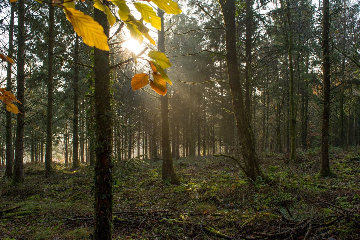 As it’s National Tree Week, an image from Abbeyford Woods #NationalTreeWeek #Woodland #NikonUK #Devon #LoveDevon #VisitDevon