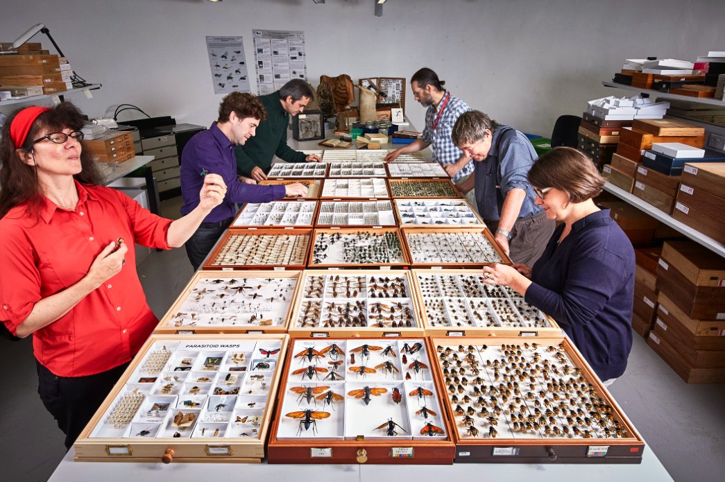 🐝 NHM Bees 🐝 tweet media