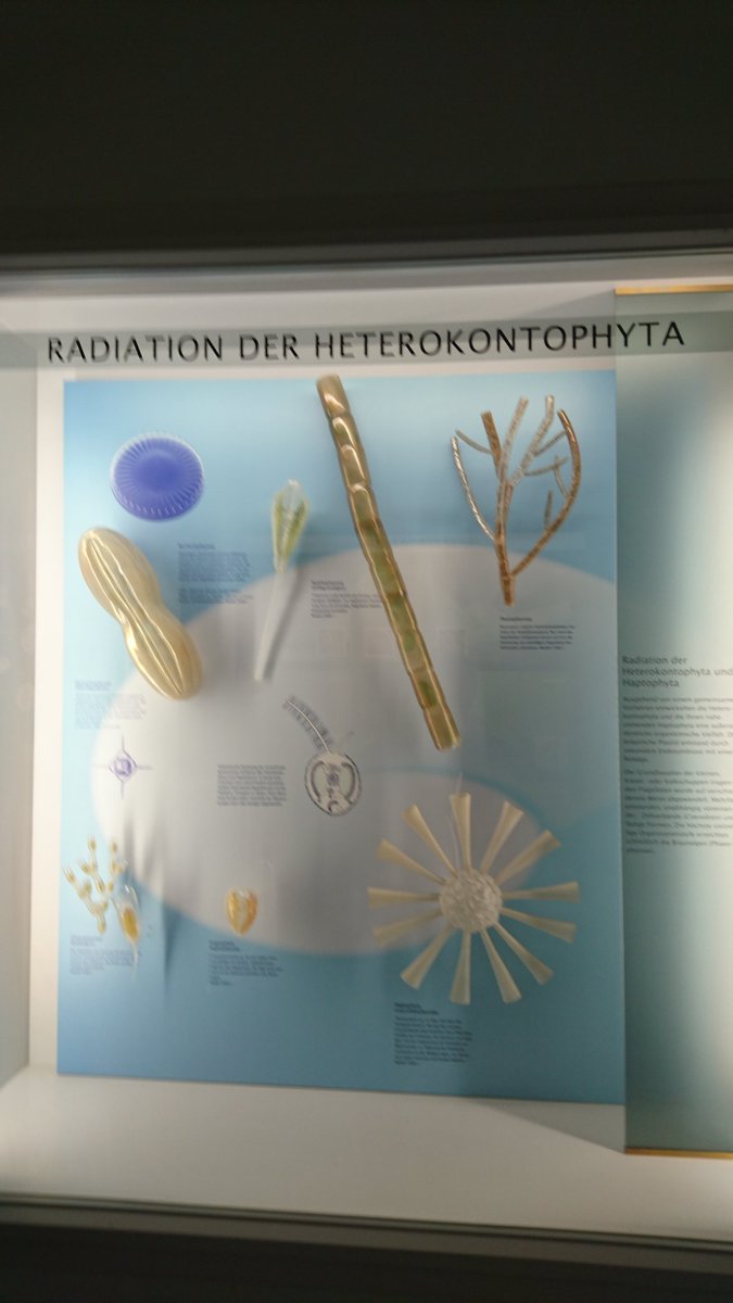 7SeasofScience's tweet photo. Large sculptures of phytoplankton #botanical #museum . Not so tiny #tinypretty https://t.co/fh1NWaVJAp