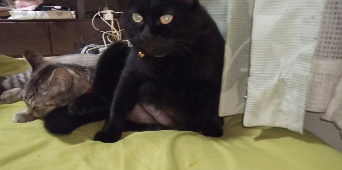 kw6oHhY4NBRSJF1's tweet photo. 家の猫が印西市よりいなくなりました。佐倉市より越して3日目です、
見かけた方は連絡下さい。
黒猫で太ってる女の子です。避妊手術のあとあり。人慣れしてます。 https://t.co/6CN5g8oMCc