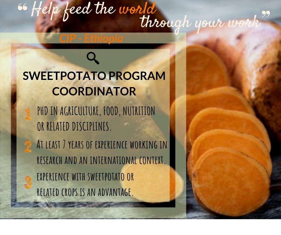 CGIAR's tweet photo. #Job vacancy at @cipotato for a Coordinator for its growing Sweetpotato Research and Development Program in Ethiopia. For more information and to apply: https://t.co/UFnga8J3K0 #Ethiopia https://t.co/CS4uRh1VlD