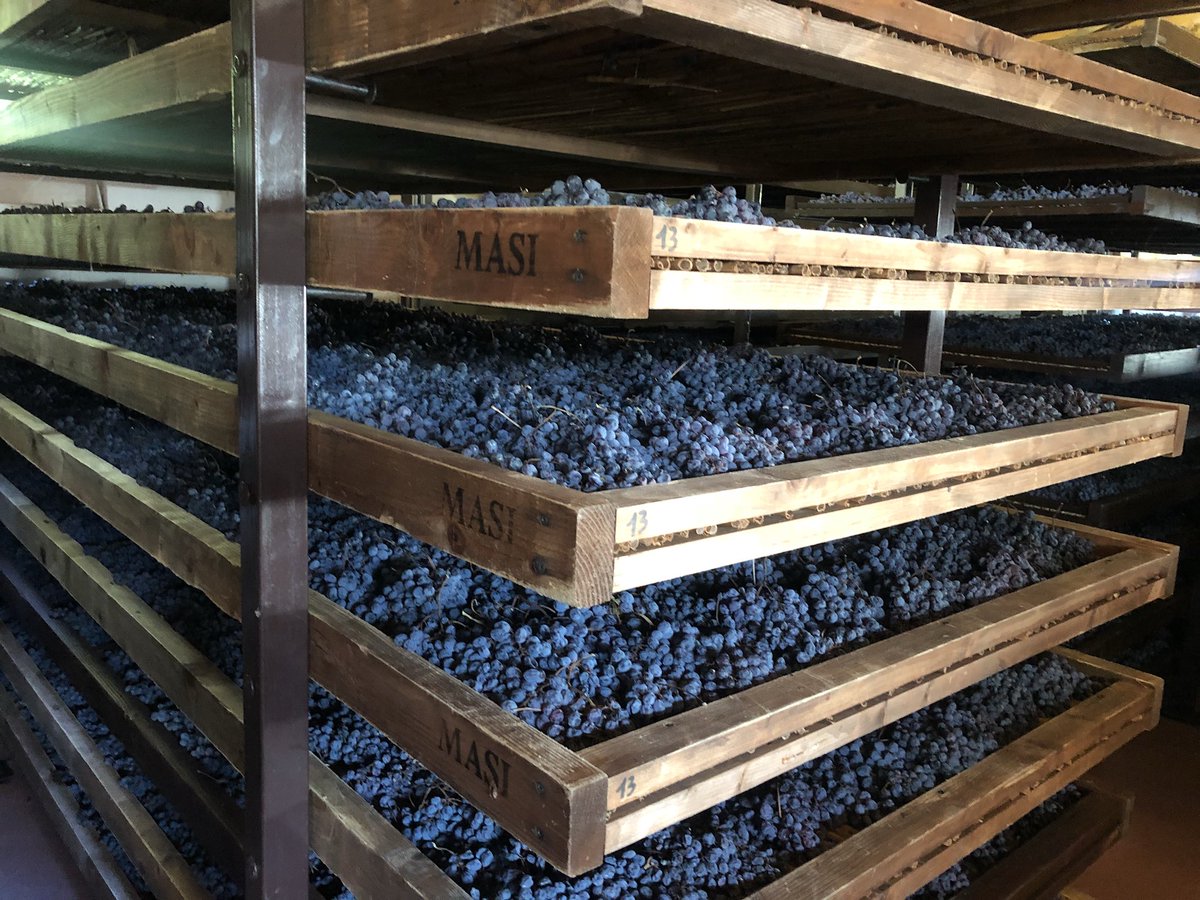 So cool to see grapes drying at <a href="/masiwines/">Masi Wines</a> - this is one of their 13 drying lofts - these grapes will be here for three to four months during which they lose 40% of their volume #apassimento #veneto