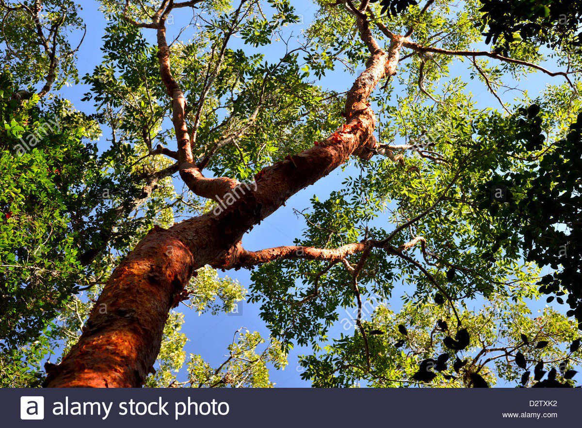arbolespe's tweet photo. El  Indio desnudo (Bursera simaruba) es parecido al palo mulato, honor al alemán Joachim Burser  de corteza verdosa y brillante que  se desprende en trozos irregulares, es fragante, dioico, y muy medicinal, usada en sarampion, disentería, frutos 8 meses en madurar #parquedeleste https://t.co/KPdn5gWsgf