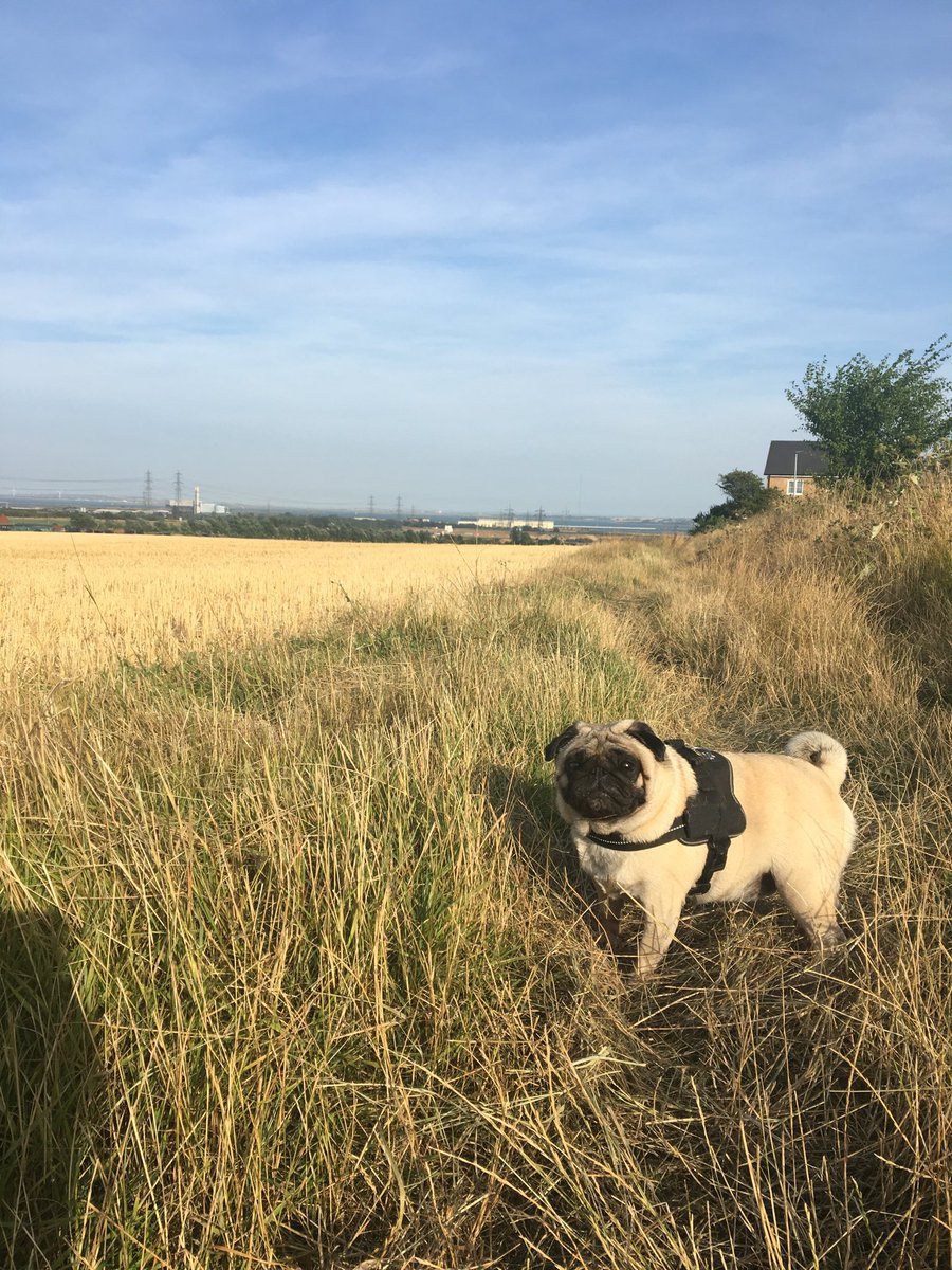 Ronnie_Pug's tweet photo. #tbt to being able to go for my walk on the field. It’s so muddy now we can’t go anymore 😞🐾 #pug #puglife #winter https://t.co/tvSPvXhRLn