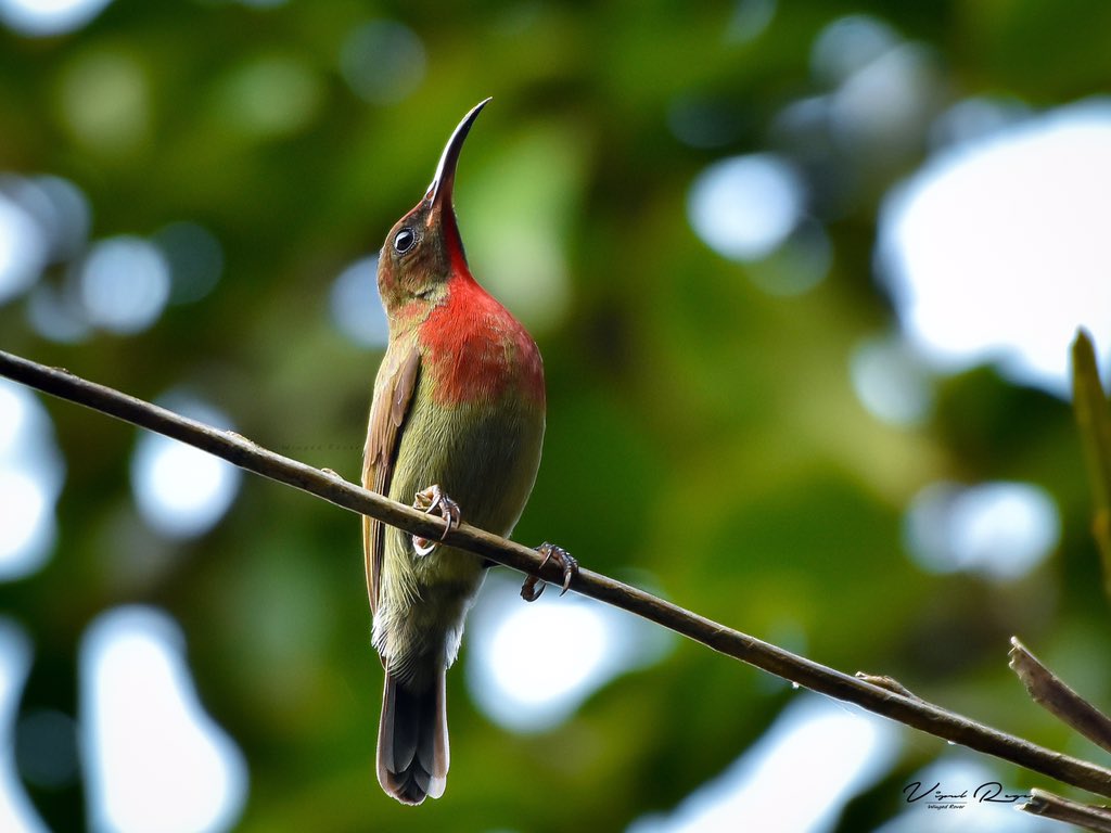 Vigors's Sunbird
.
.
#VigorsSunbird #Sunbird #Species #Bird #BirdPhotography #BirdsOfIndia #BirdsOfGoa #NatGeo #Nikon #NikonAsia #NikonIndiaOfficial #Nikon200500 #Goa #WingedRover
.
@NikonIndia @natgeowild 
.
©VipulRege2018
