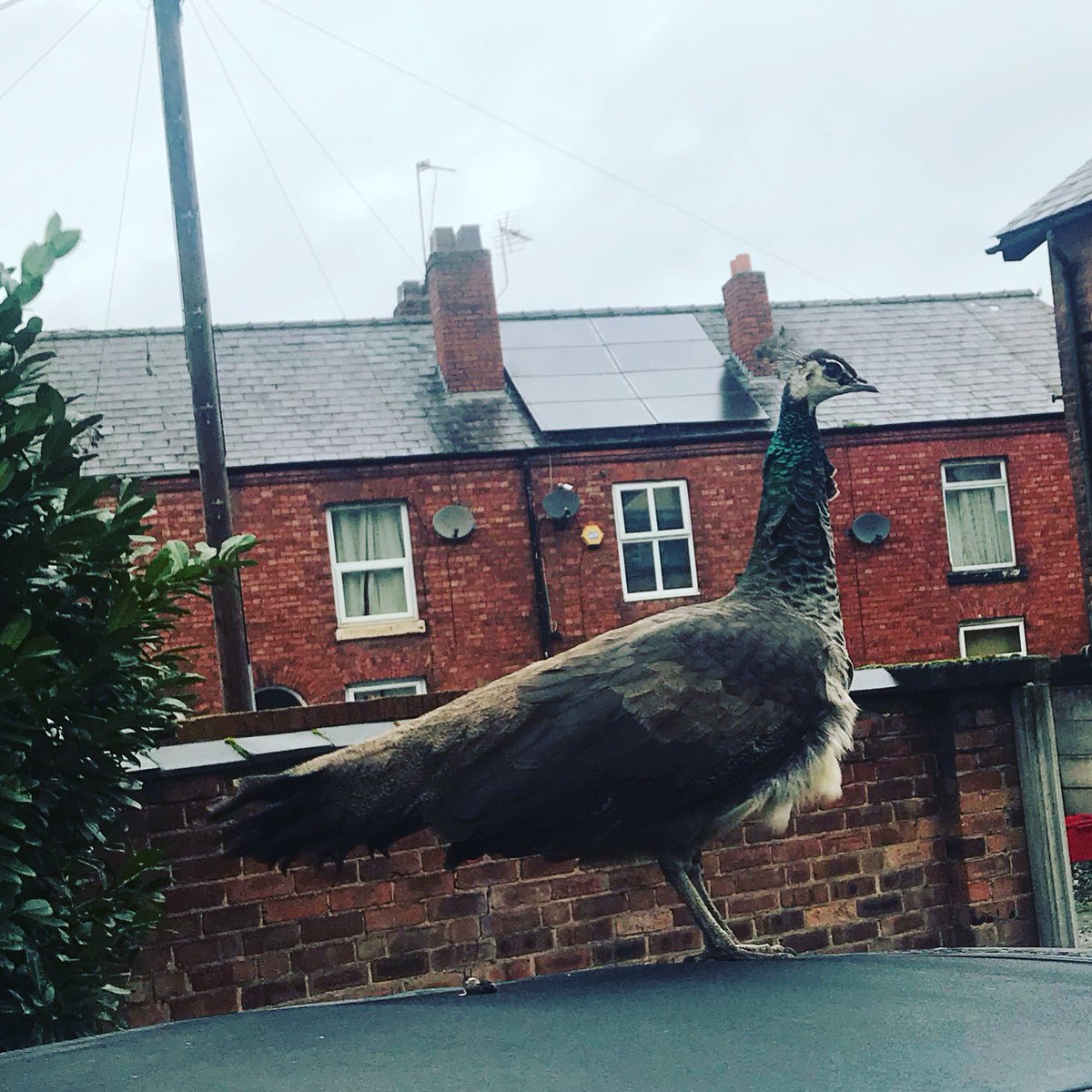 LATrash's tweet photo. So Felicity was on the top of my car this morning. She’s done a poo on my soft top and I don’t want to touch it. I hope it flies off in the wind. #PeacockProblems https://t.co/fbMNuJ4Hft