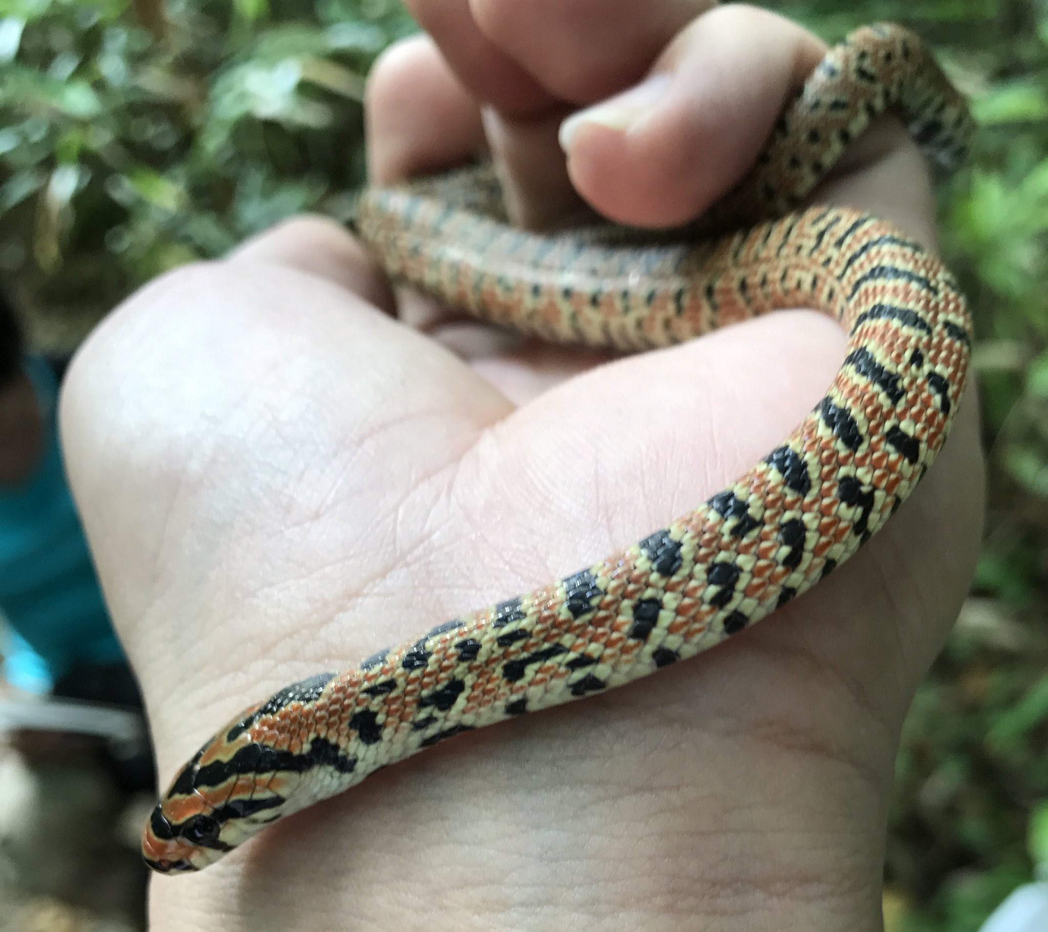 鹿100頭に聞きました ジムグリ Elaphe Conspicillata 模様が特徴的な日本固有のヘビ モグラやネズミなどの小型哺乳類を好んで食べます そのため 土中に潜ることが多く地潜 じもぐり と呼ばれていたことが名前の由来と言われています 毒はありません 鹿100頭に聞きました ジムグリ Elaphe Conspicillata 模様が特徴的な日本固有のヘビ モグラやネズミなどの小型哺乳類を好んで食べます そのため 土中に潜ることが多く地潜 じもぐり と呼ばれていたことが名前の由来と言われています 毒はありません