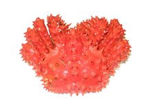 カニちゃん 強い Kanyewest0307 Twitter