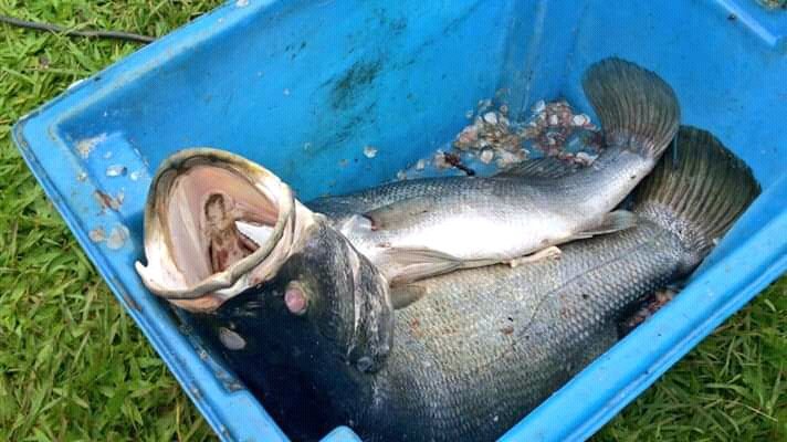 Kibah_Shots's tweet photo. Who wants to know how this fish tastes?? Just come join us #JinjaFishFest18 on #02th December @ForeverResort Jinja #JinjaFishFest18 https://t.co/tWswKamFsy
